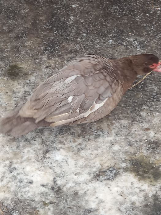 Vând rate mute ciocolatii