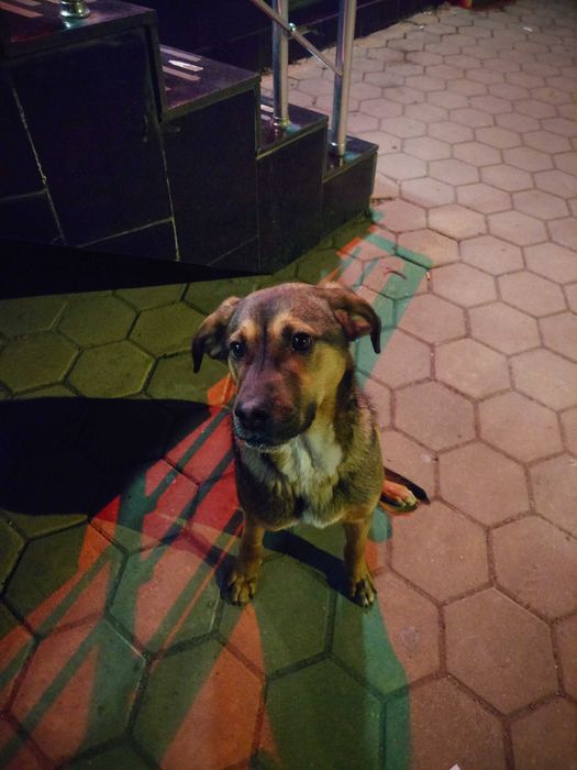 Подаряваме кученце