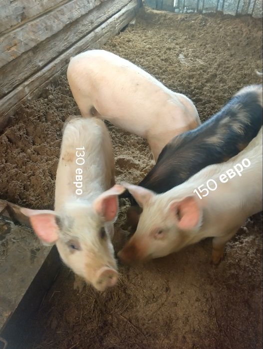 Продавам прасета на 4месеца и продавам и малки прасенца 29 дни