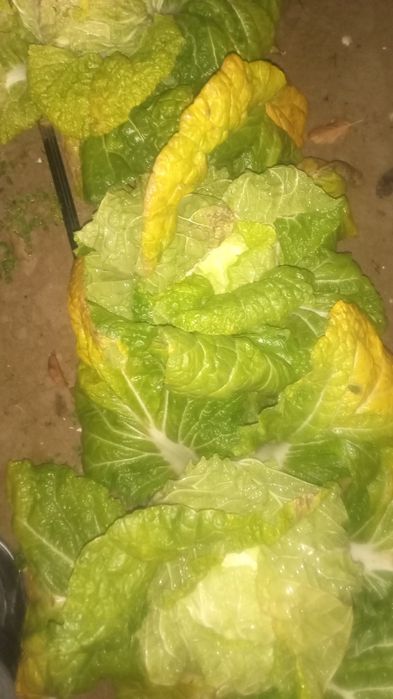 Chimchi karam bor nomi manako