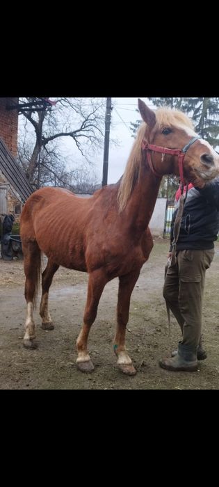 Vând iapă de 7 ani