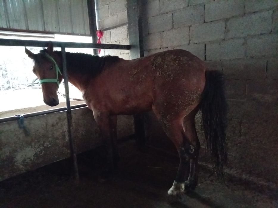 Бордакы кунандар семыз