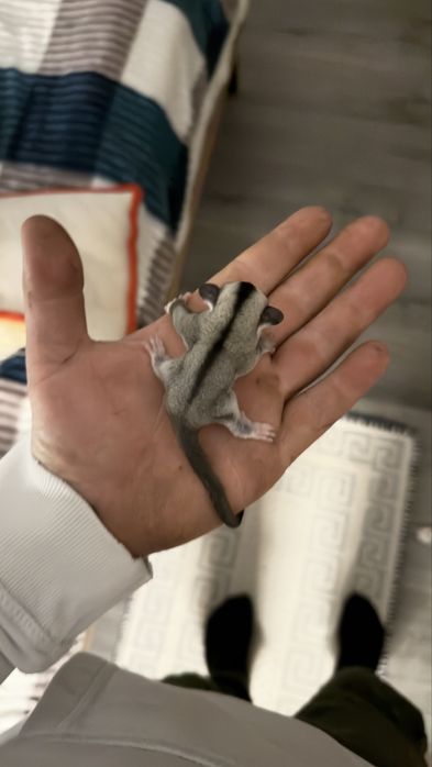sugar glider (planor de zahar,veverita zburatoare)