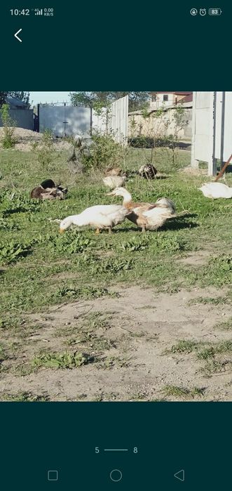 Утки пекинки и Башкирки