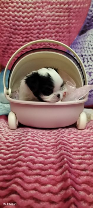 Девочка японского хина.