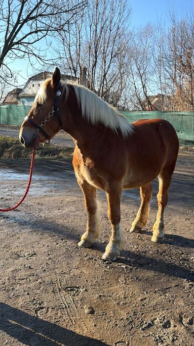 Manz armasar 1 an jumate adus din franta