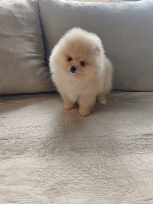 Померан мини мъжко и женско