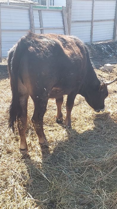 Продам молочную телочку