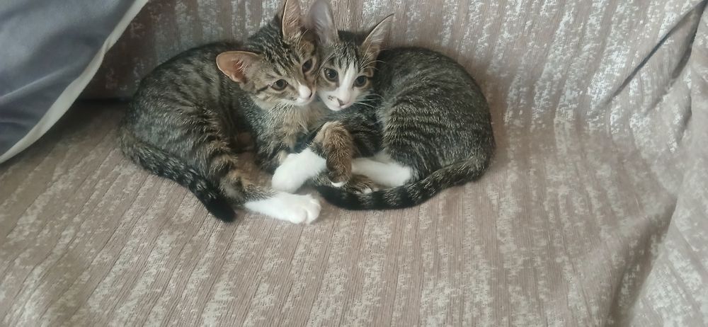 Кошки, чистые, игривые