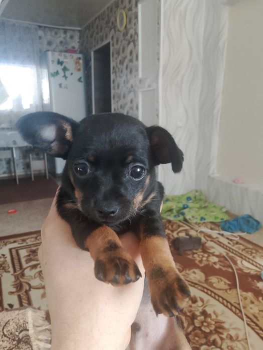 Мальчик той терьер