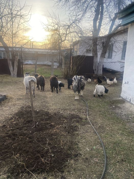 Продам коз и козлят