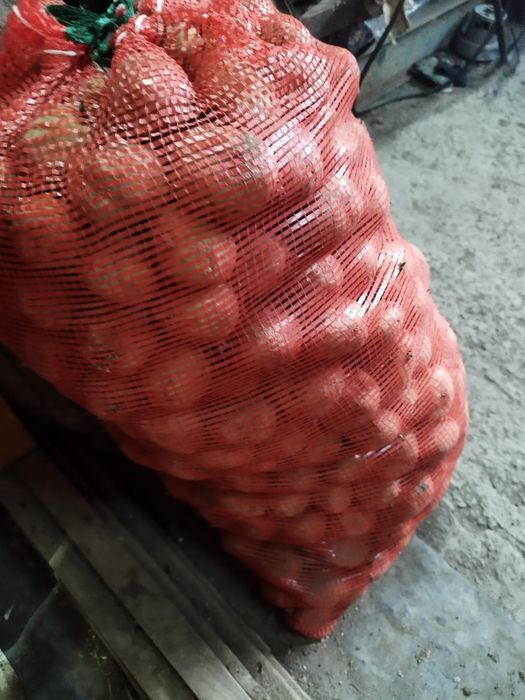 Семена картофель сорт калумба , семена крупные