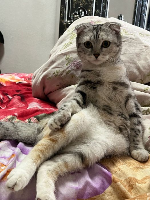 Продам котят веслоухие