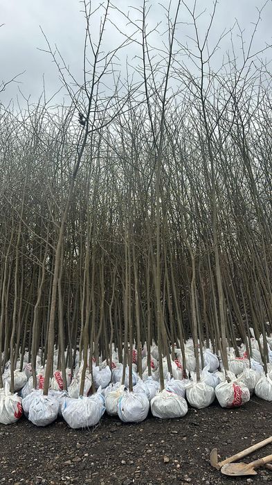 Mestecan cu coaja alba și tei argintiu mirositor