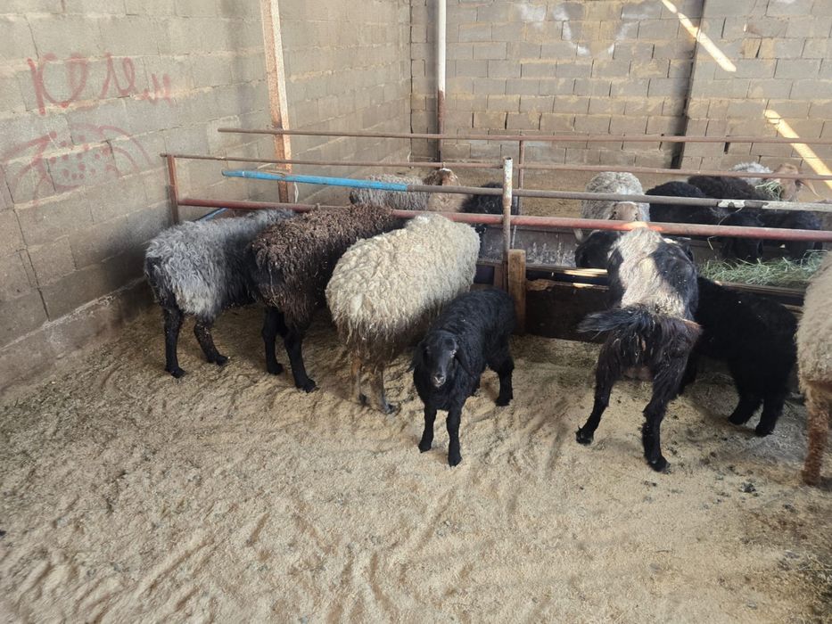 Баран , кои ешкы