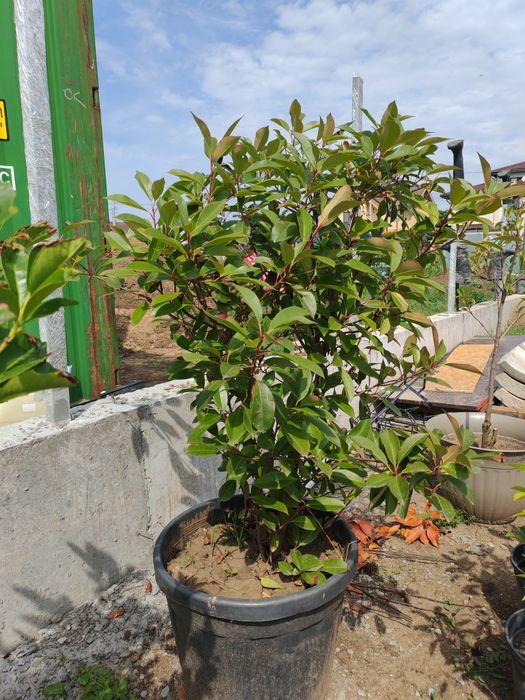 Plante mari  Photinia