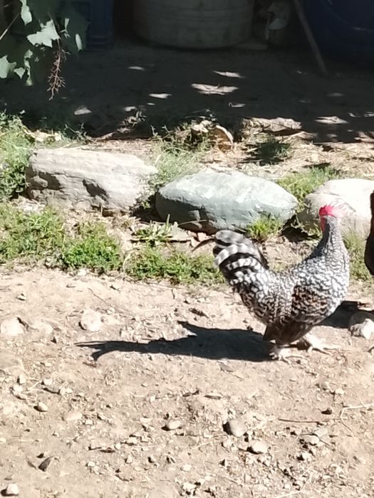 Cocoșei pitici tineri