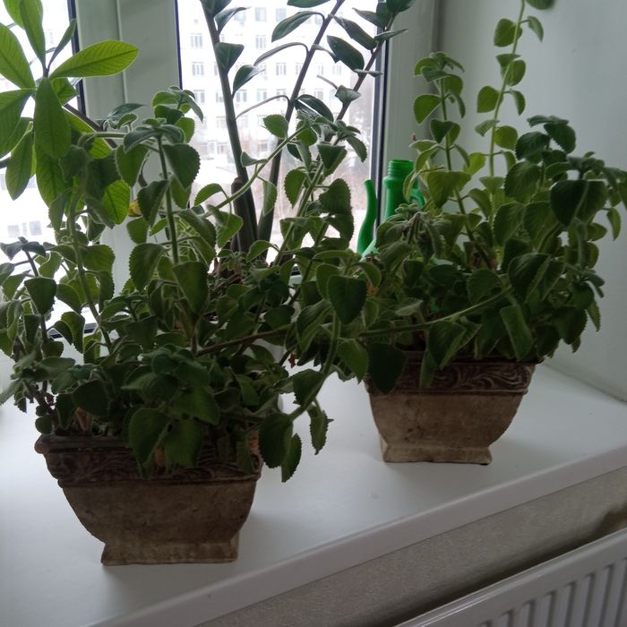 Продам комнатные растения мята