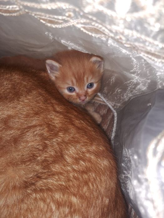 Бесплатно котята  2 месяца мальчики и девочки