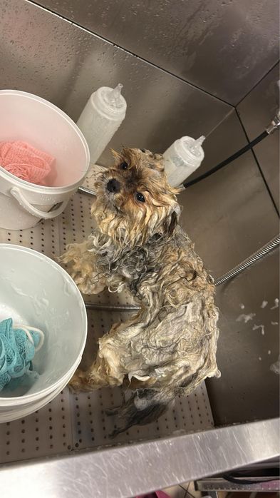 Предлагам груминг на кучета