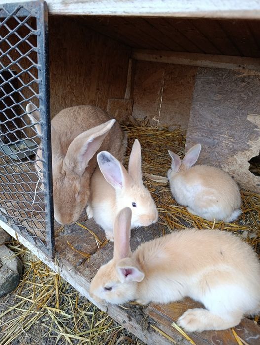 Uriaș german galben