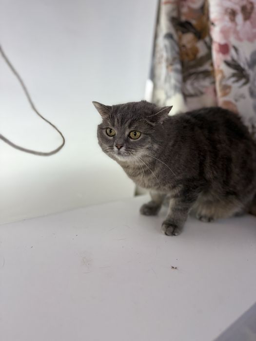 Кошечка БАГИРА ищет семью. Стерилизована