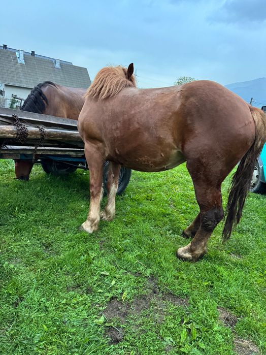 Mânza de 3 ani mai multe detali la telefon