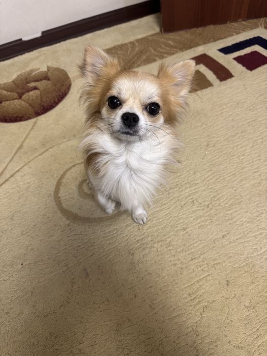 Вязка чихуахуа