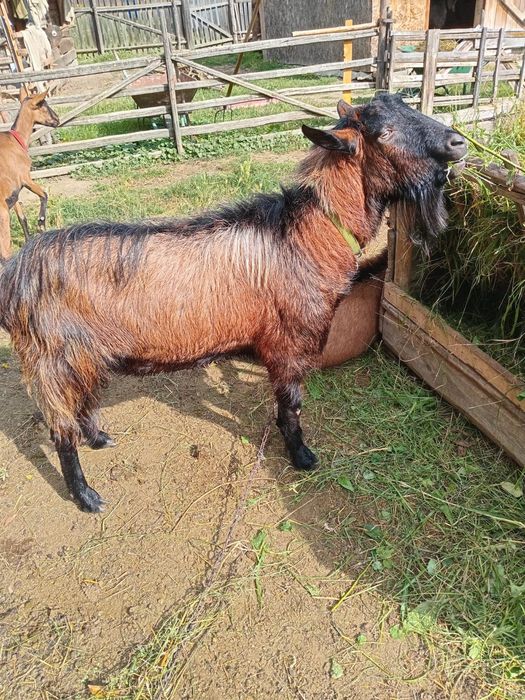 Vând țap alpin francez