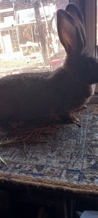 Iepuri uriaș german