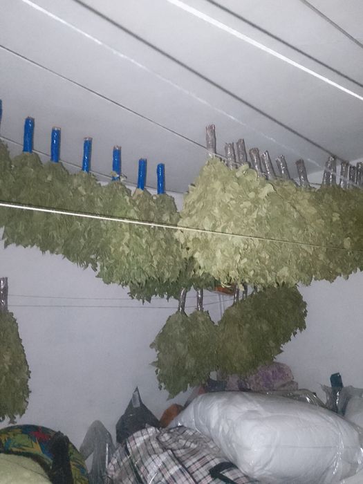 Продам берёзовые веники