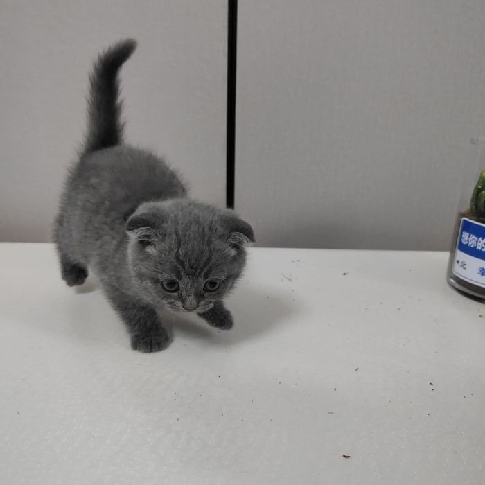 Шотланская котенок