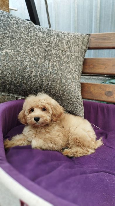 Продаются щенки мальтипу F1