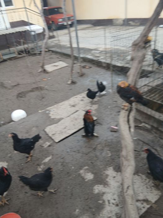 Хўрозлар сотилади.