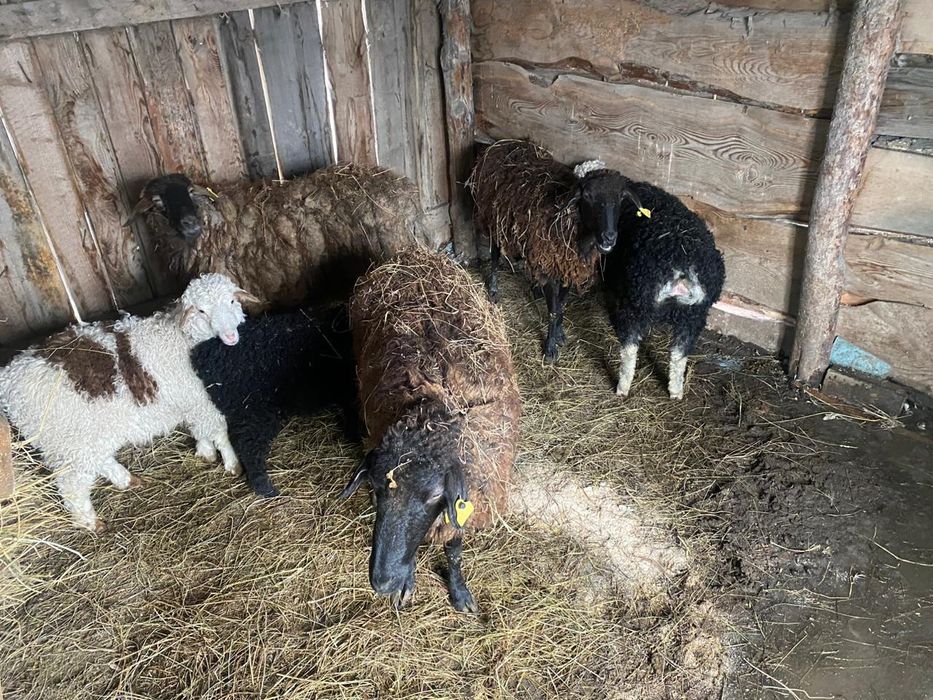 Продам баранов 6шт.