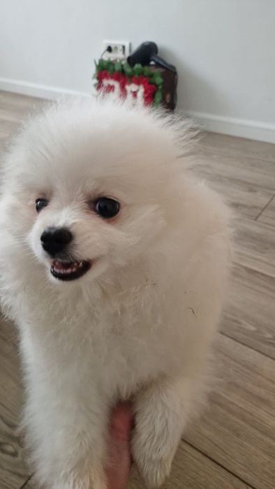 Pomeranian cu certificat de origine  pedigree