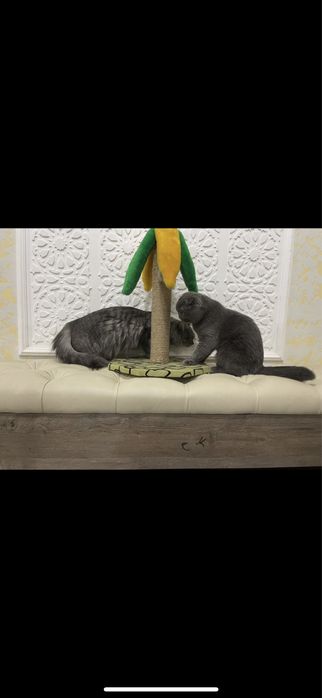 вязка кота вислоуха