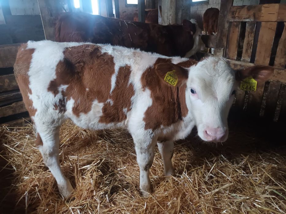 Vand 2 taurasi baltati