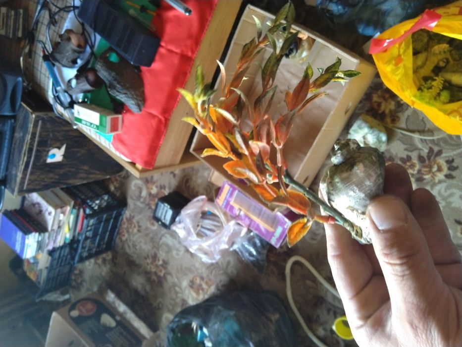 Аквариумна Декорация, Аквариумни помпи (филтри) и Нагреватели