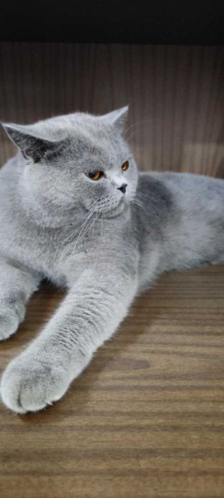 Вязка котов SOTILMIDI