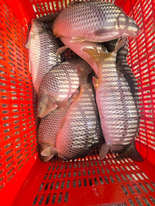 Балик Baliq sazan сазан рыба сотилади sotililadi talstalob Талсталоб