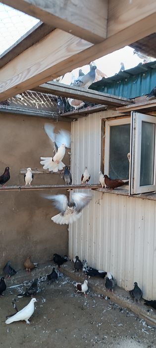 Красивая птица .