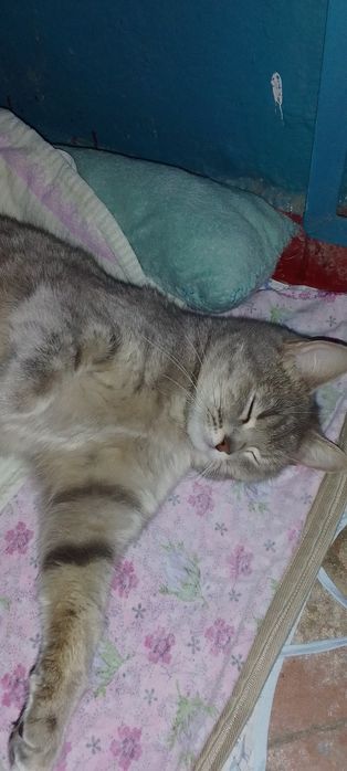 Кошка ждёт своего спасителя