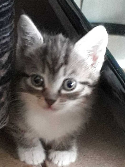 Отдам котят в добрые руки