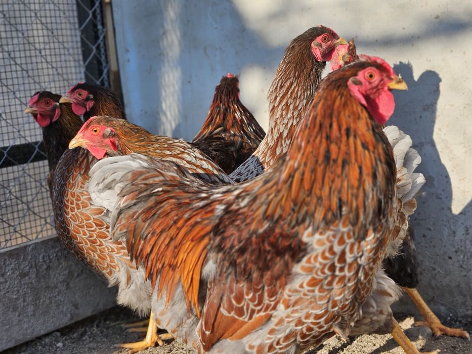 Vand sau schimb cu papagali familii sau cocosi  wiandotte