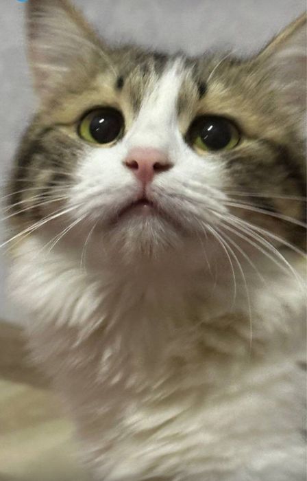 Котята от красивой кошки-мамы