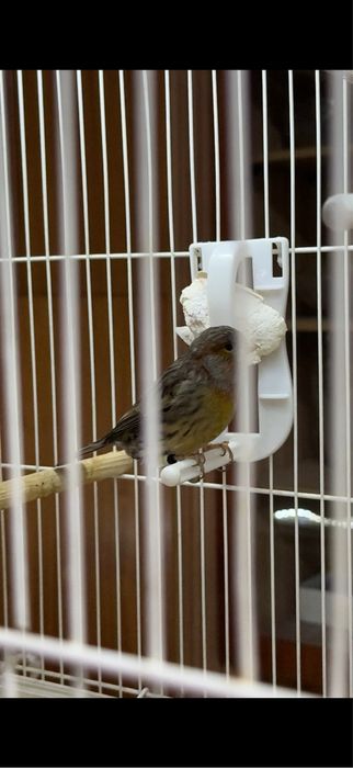 Канарейка пара.