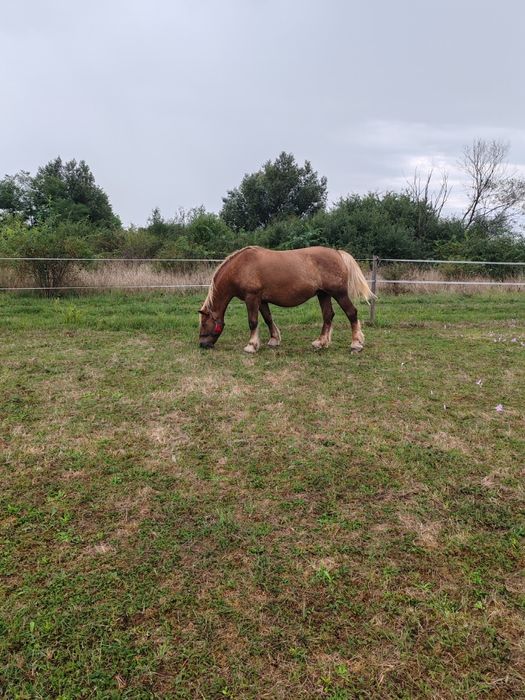 Vind minza de 11 luni