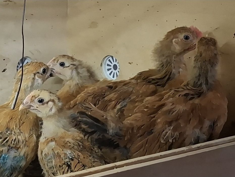 Кучинская Юбилейная