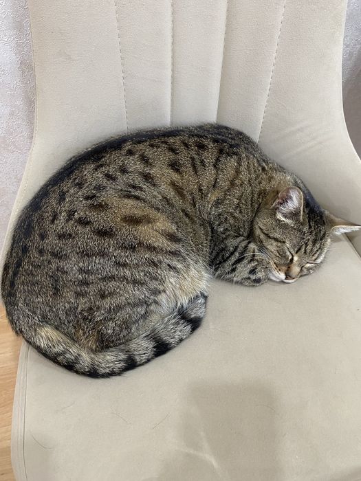 Отдам кота даром